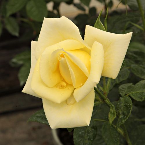 Rosa  Limona ® - žlutá - Stromkové růže, květy kvetou ve skupinkách - stromková růže s rovnými stonky v koruně
